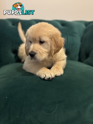 Purebred Golden Retriever Puppies