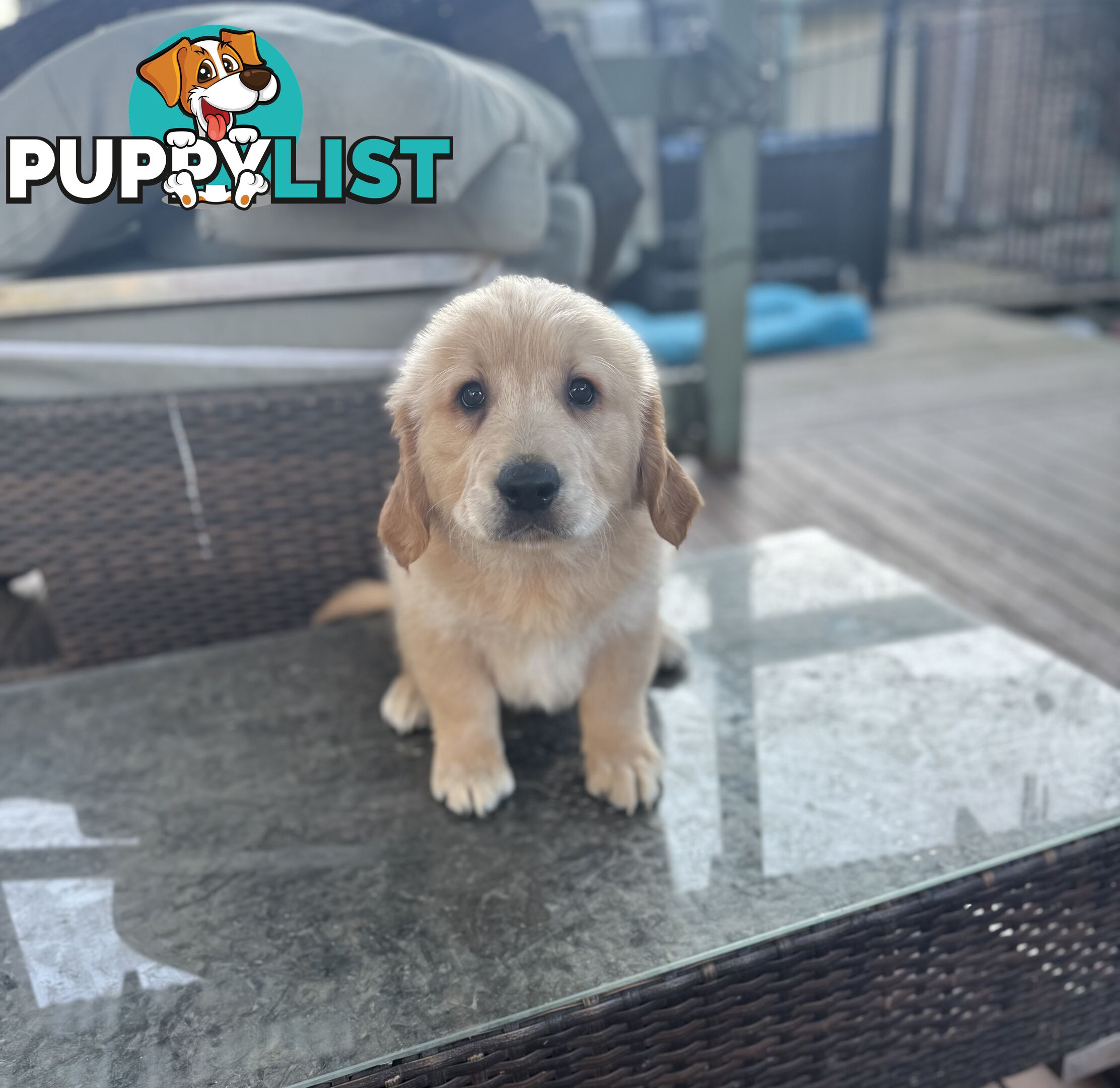 Purebred Golden Retriever Puppies