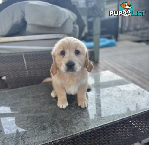 Purebred Golden Retriever Puppies