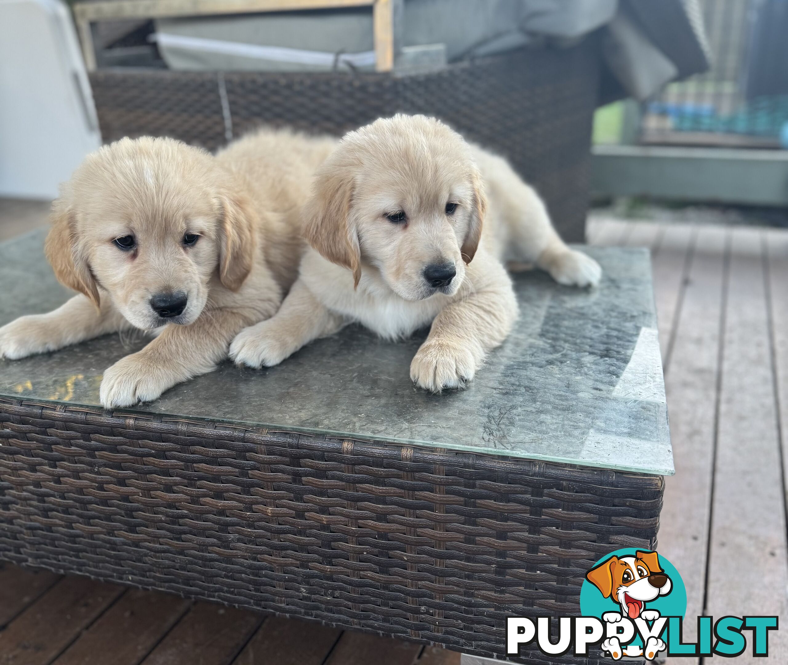 Purebred Golden Retriever Puppies