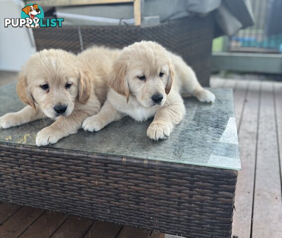 Purebred Golden Retriever Puppies