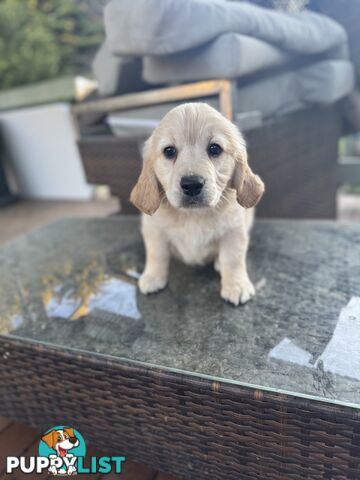 Purebred Golden Retriever Puppies