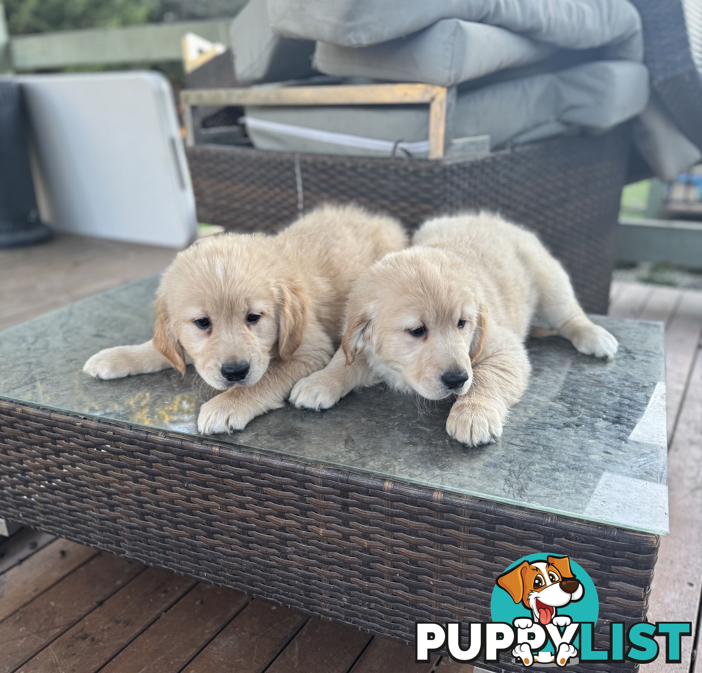 Purebred Golden Retriever Puppies