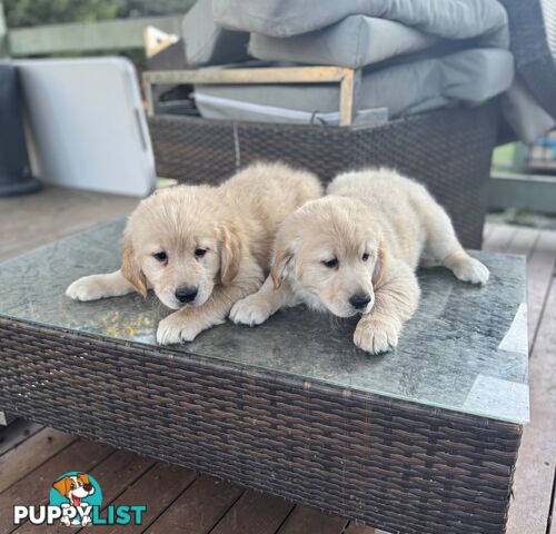 Purebred Golden Retriever Puppies