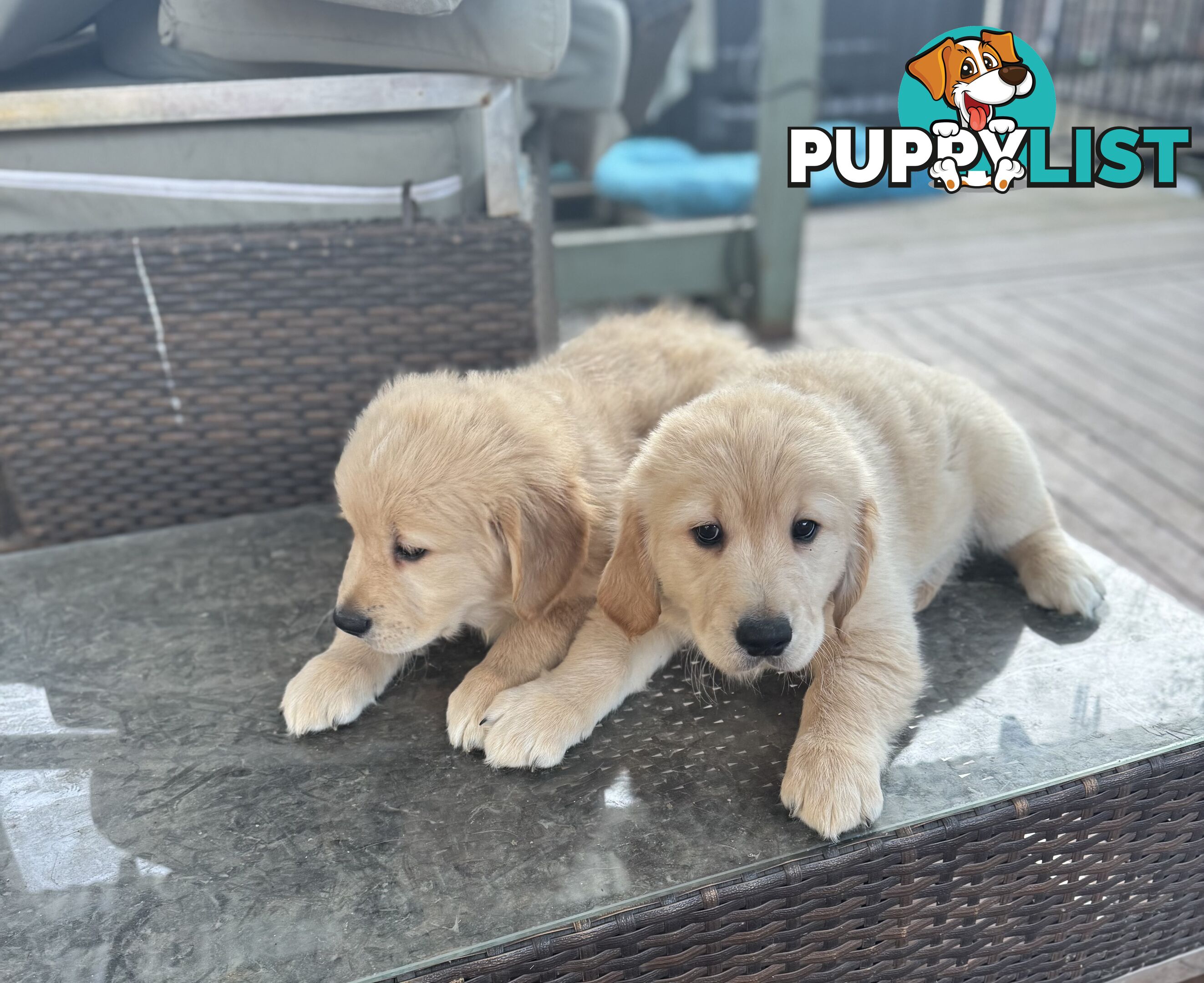 Purebred Golden Retriever Puppies