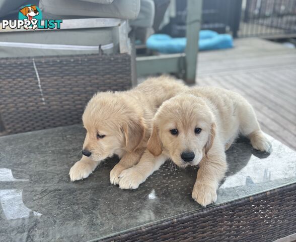 Purebred Golden Retriever Puppies