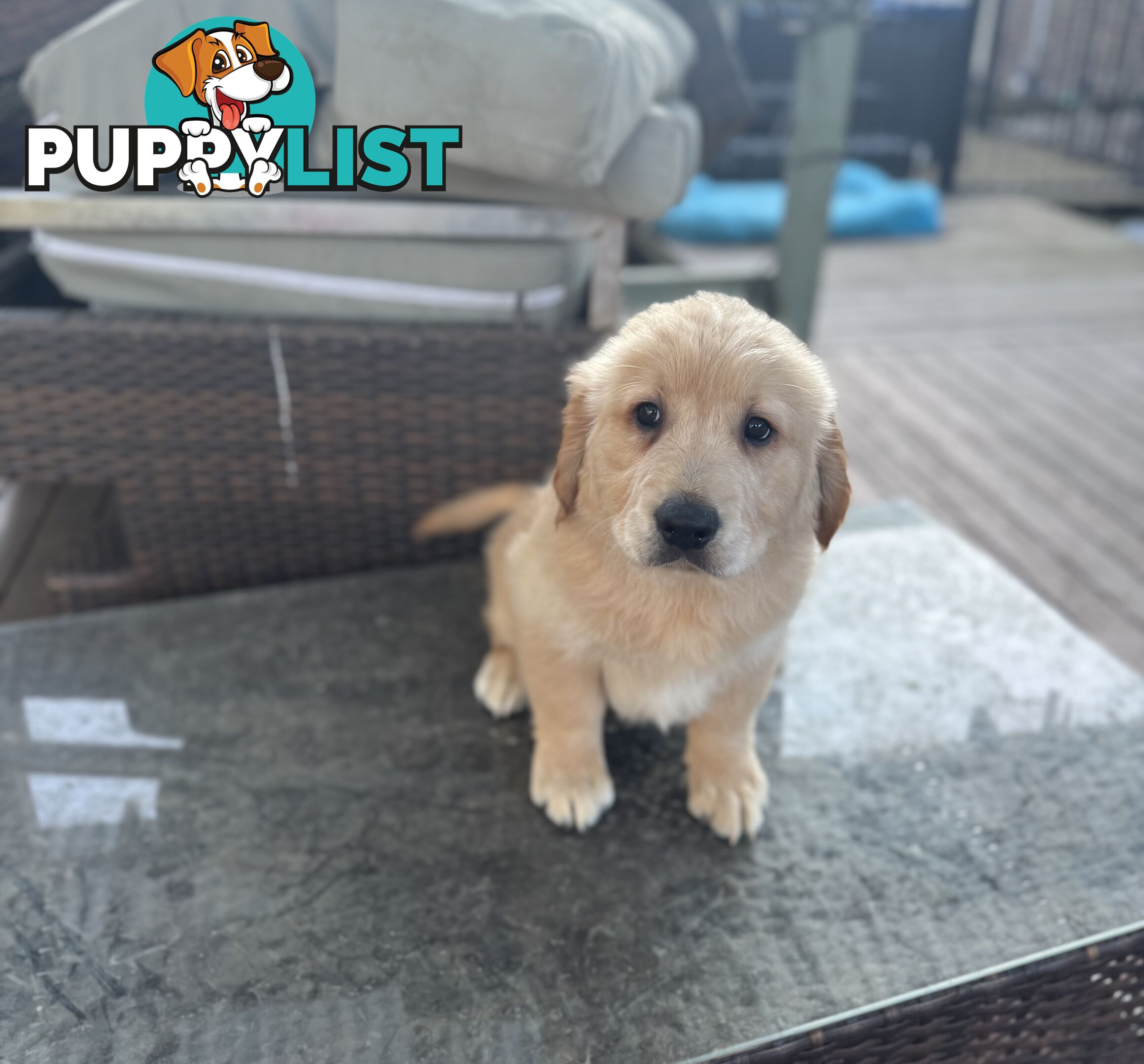 Purebred Golden Retriever Puppies