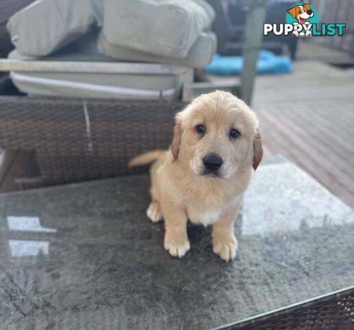 Purebred Golden Retriever Puppies