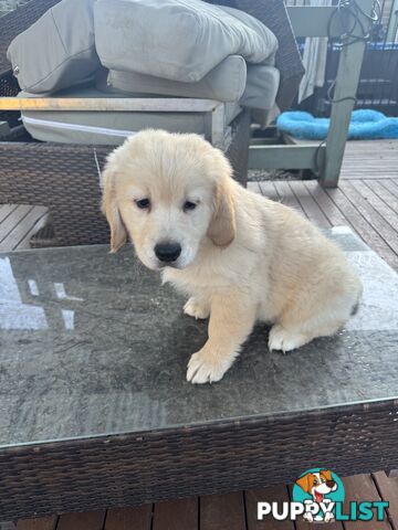 Purebred Golden Retriever Puppies