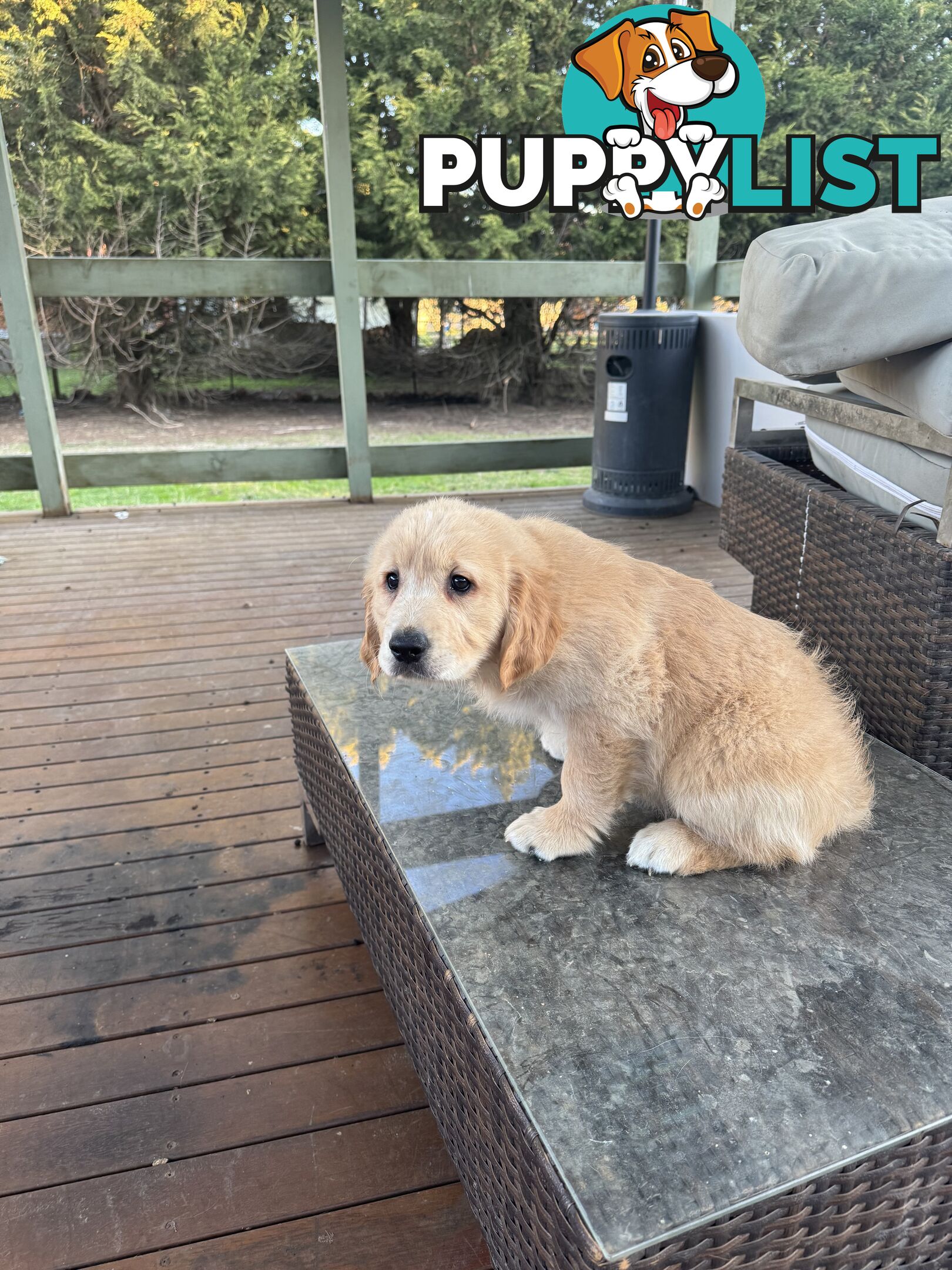 Purebred Golden Retriever Puppies