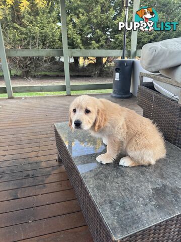 Purebred Golden Retriever Puppies