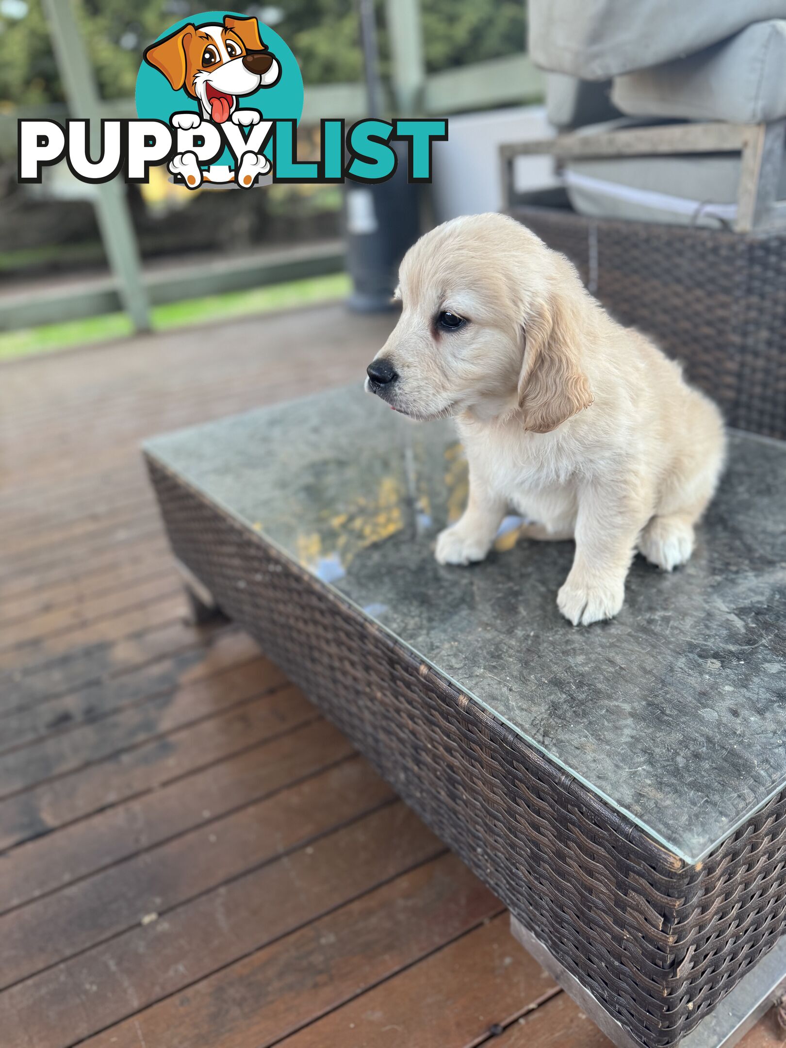 Purebred Golden Retriever Puppies