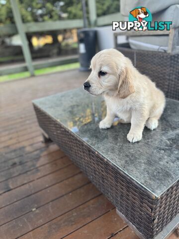 Purebred Golden Retriever Puppies