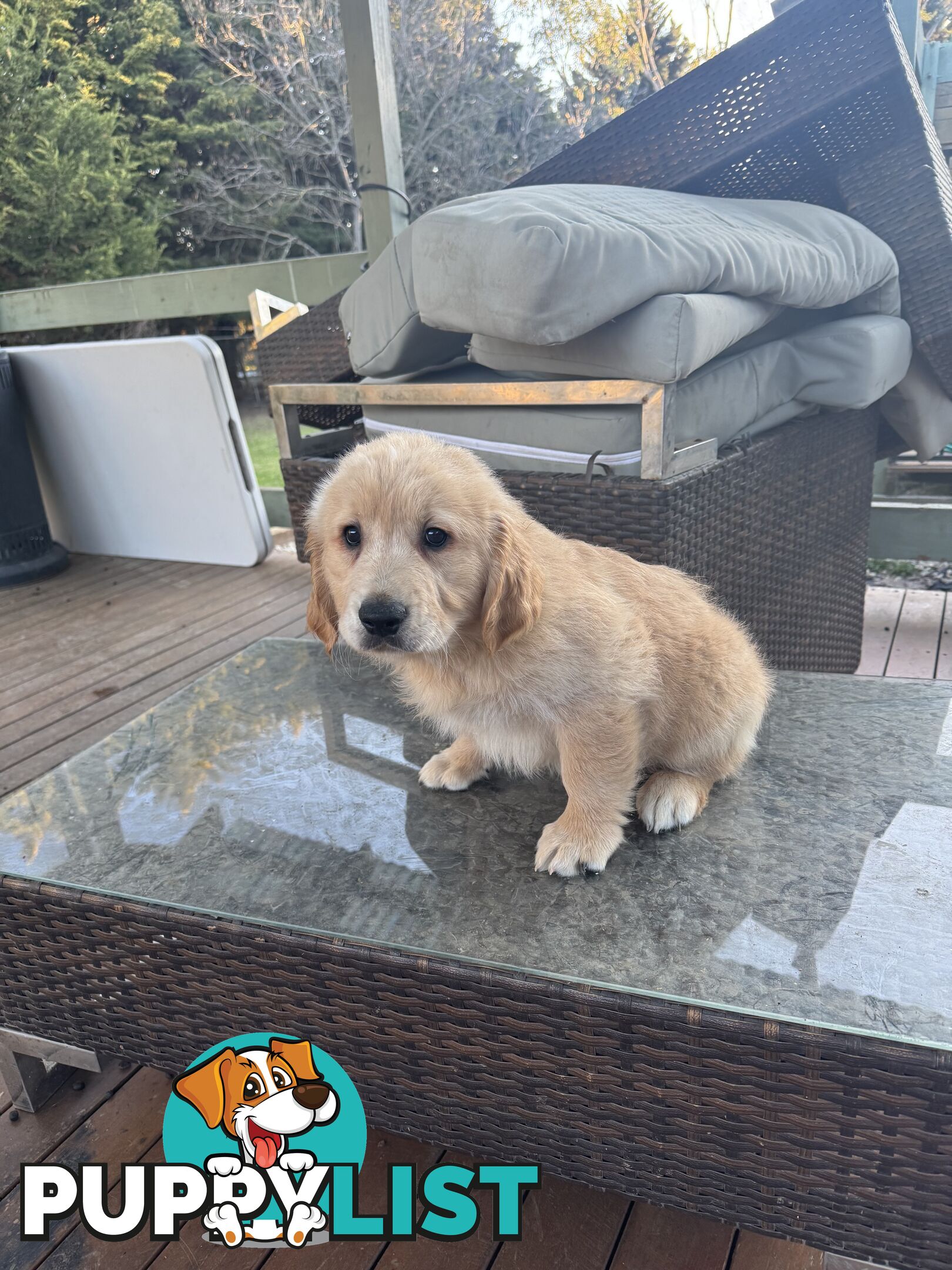 Purebred Golden Retriever Puppies