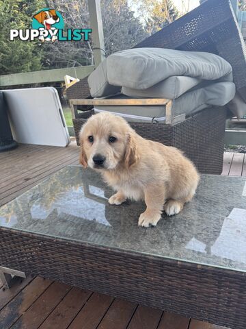 Purebred Golden Retriever Puppies