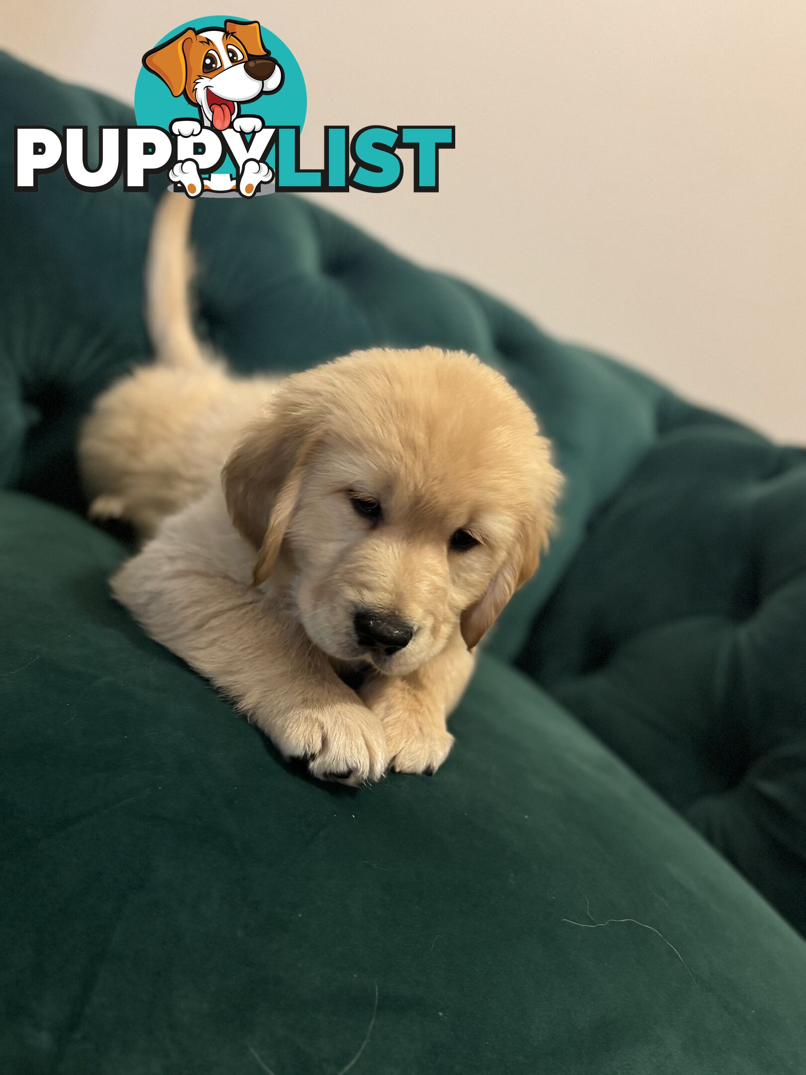 Purebred Golden Retriever Puppies