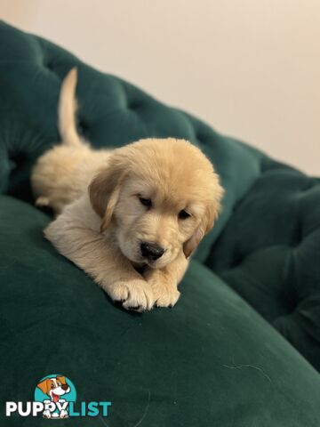 Purebred Golden Retriever Puppies