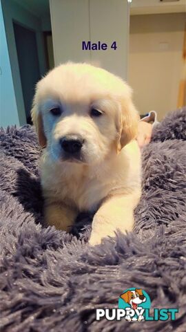 Pure bred Golden Retriever Puppies