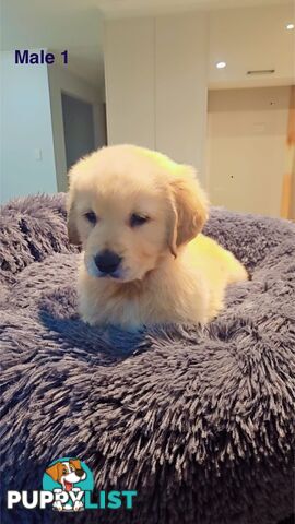Golden Retriever Puppies