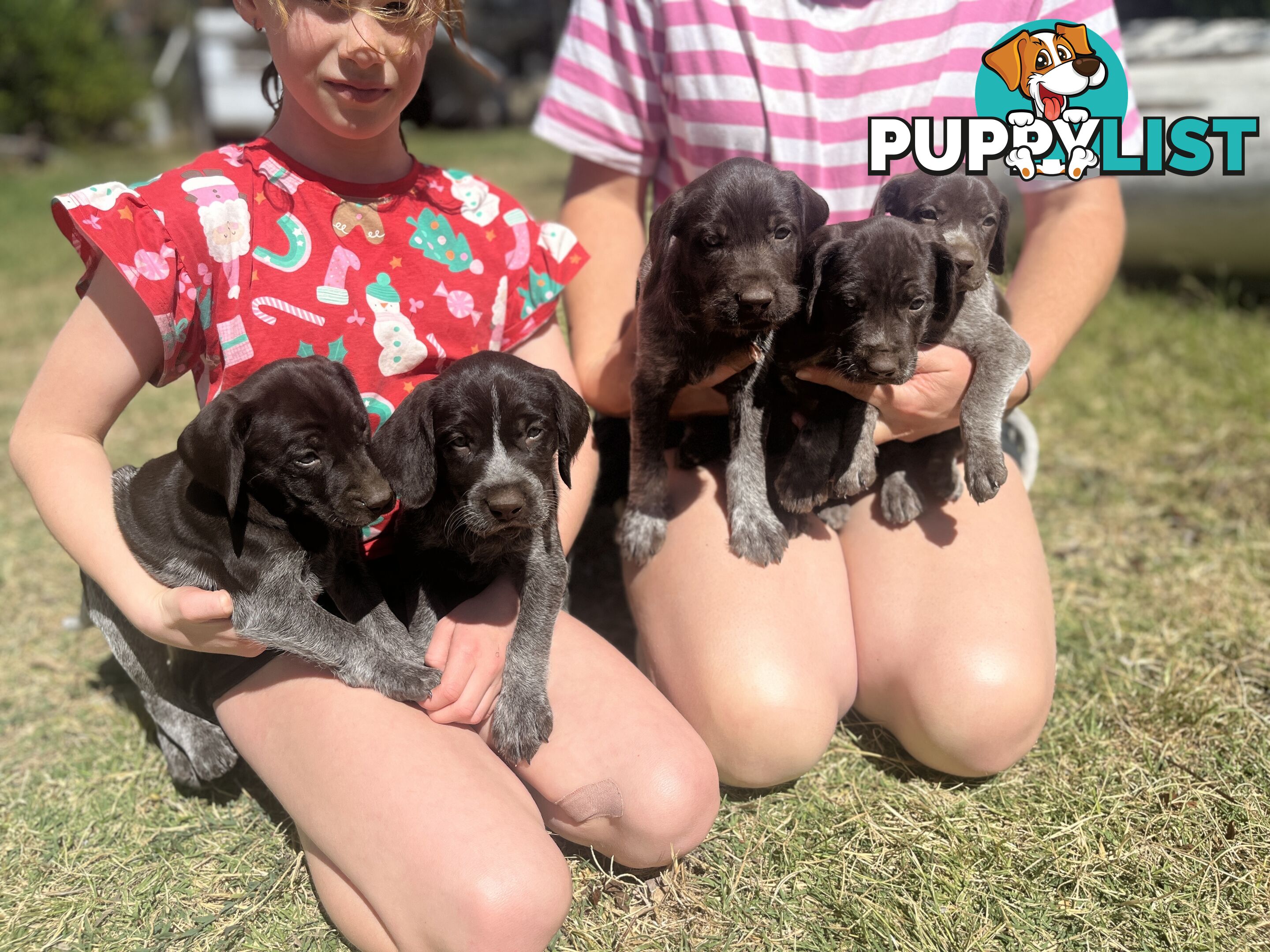 German wirehair pointer (GWP) puppies