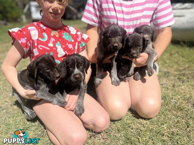 German wirehair pointer (GWP) puppies