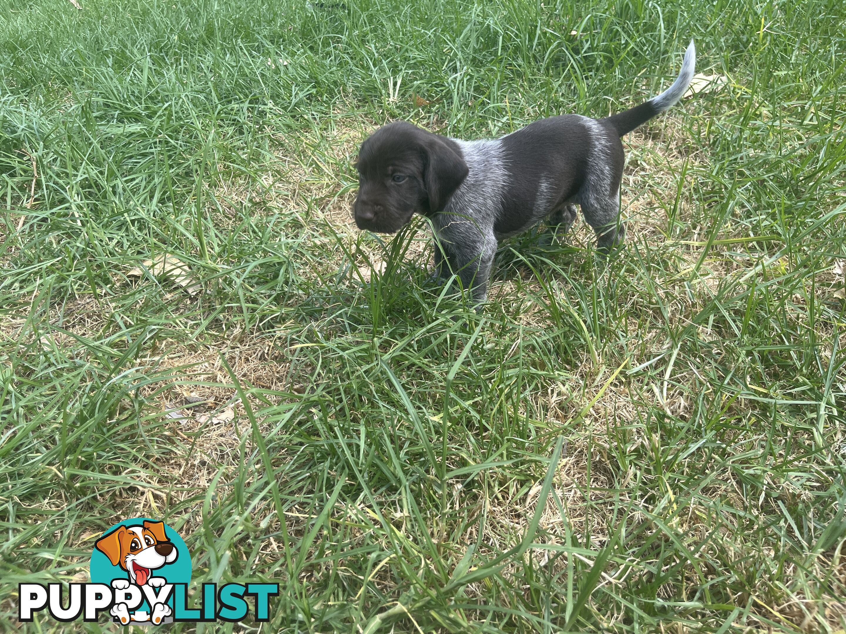 German wirehair pointer (GWP) puppies