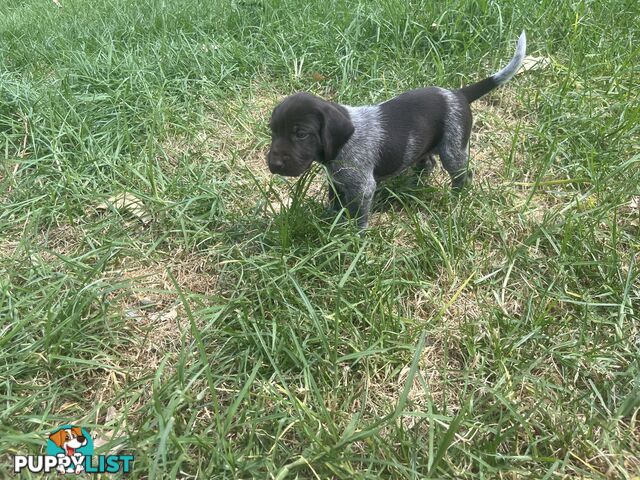 German wirehair pointer (GWP) puppies