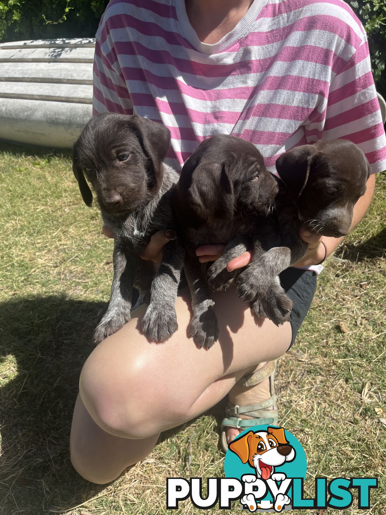 German wirehair pointer (GWP) puppies