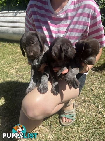 German wirehair pointer (GWP) puppies