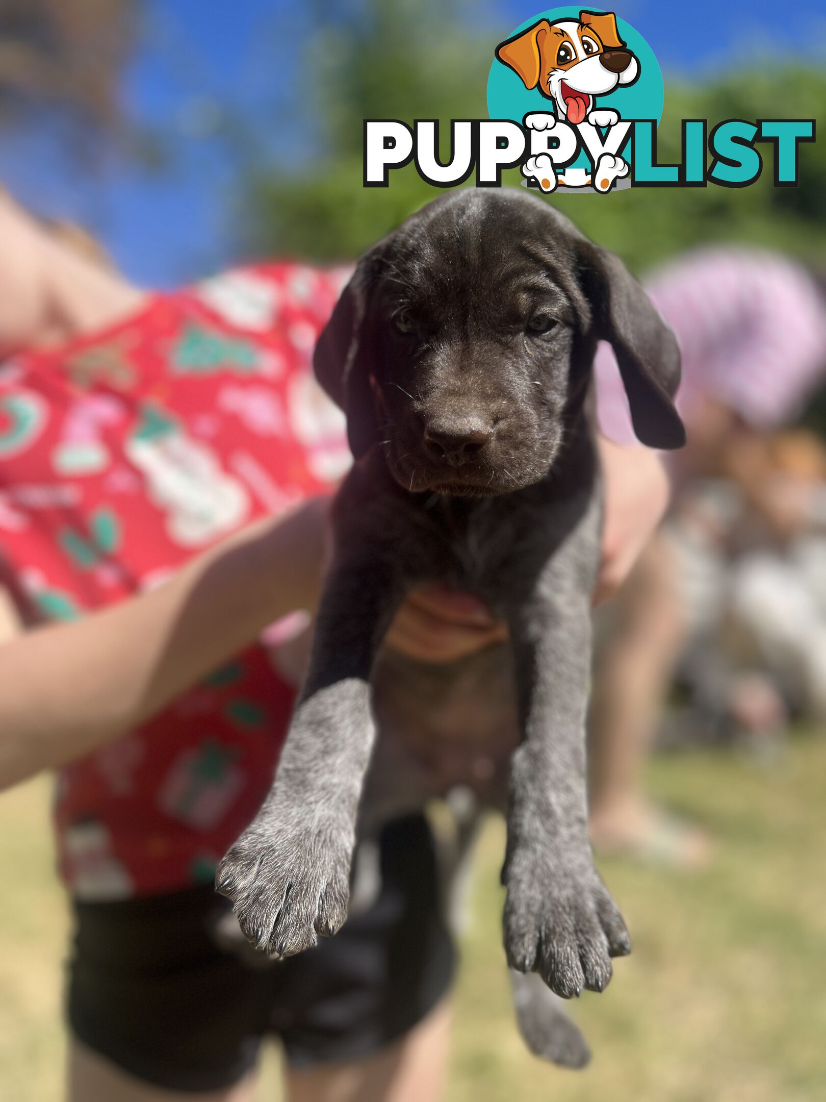 German wirehair pointer (GWP) puppies