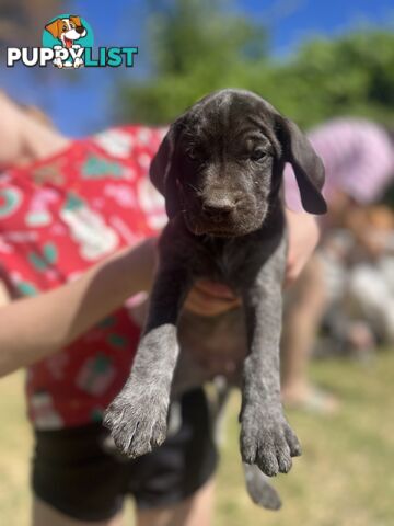 German wirehair pointer (GWP) puppies