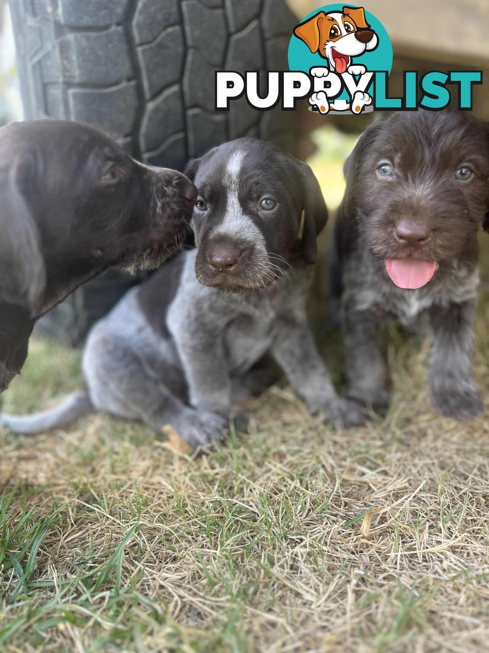 German wirehair pointer (GWP) puppies