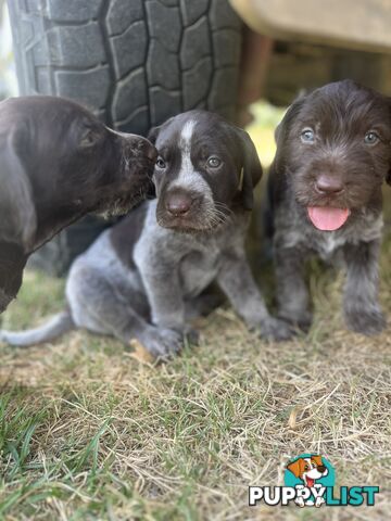 German wirehair pointer (GWP) puppies