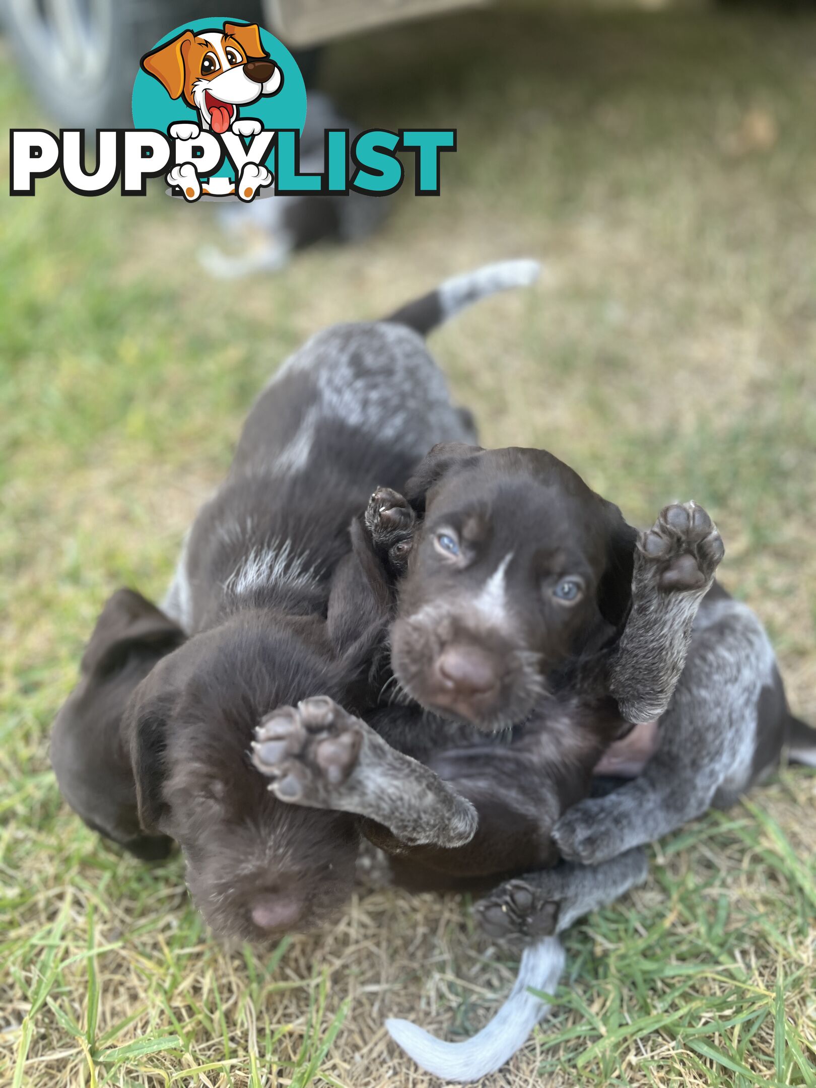 German wirehair pointer (GWP) puppies