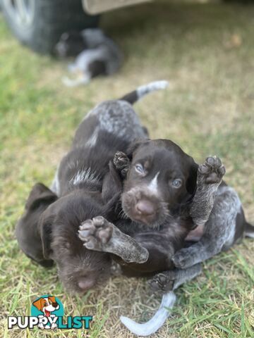 German wirehair pointer (GWP) puppies