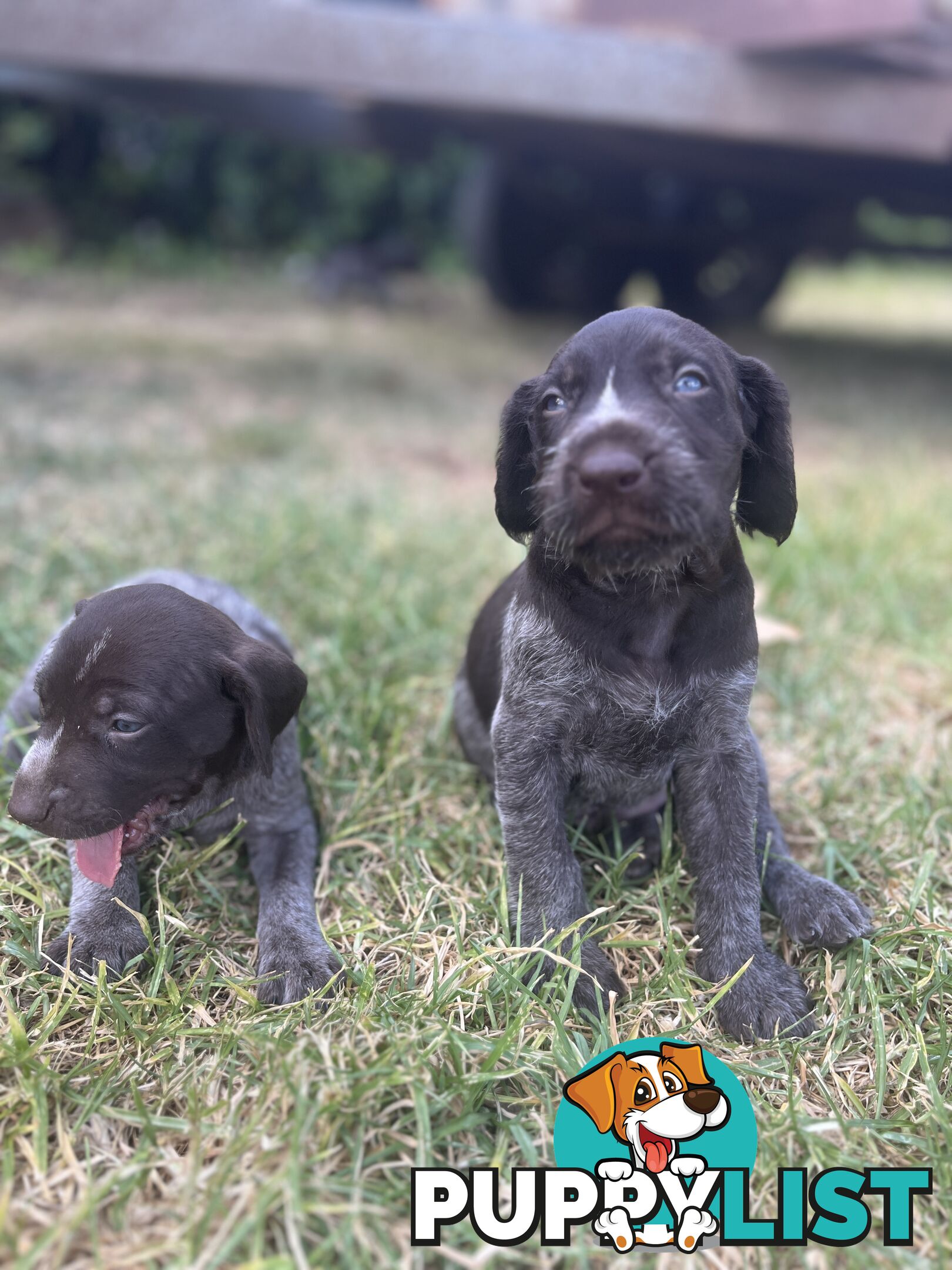 German wirehair pointer (GWP) puppies