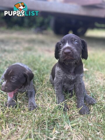 German wirehair pointer (GWP) puppies