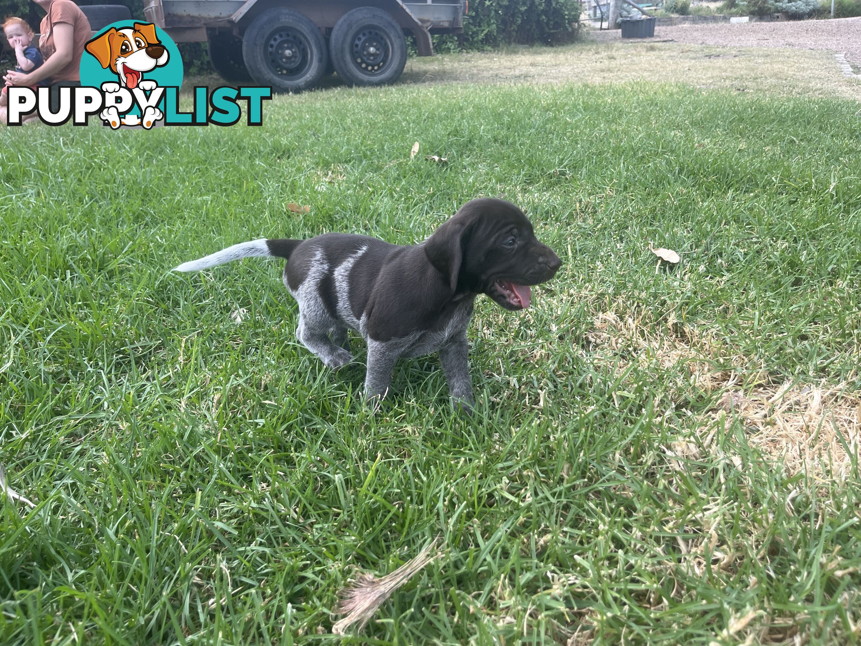 German wirehair pointer (GWP) puppies