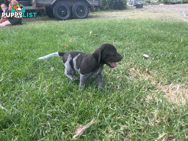 German wirehair pointer (GWP) puppies