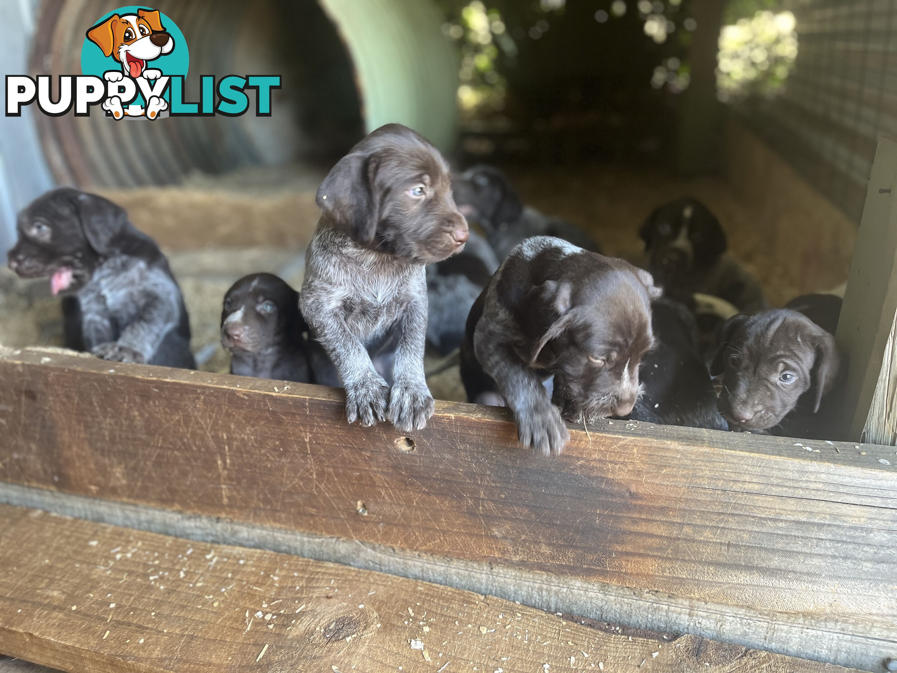 German wirehair pointer (GWP) puppies