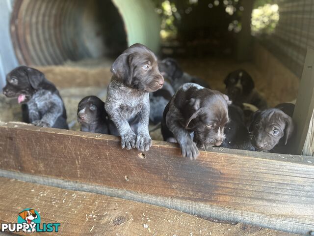 German wirehair pointer (GWP) puppies