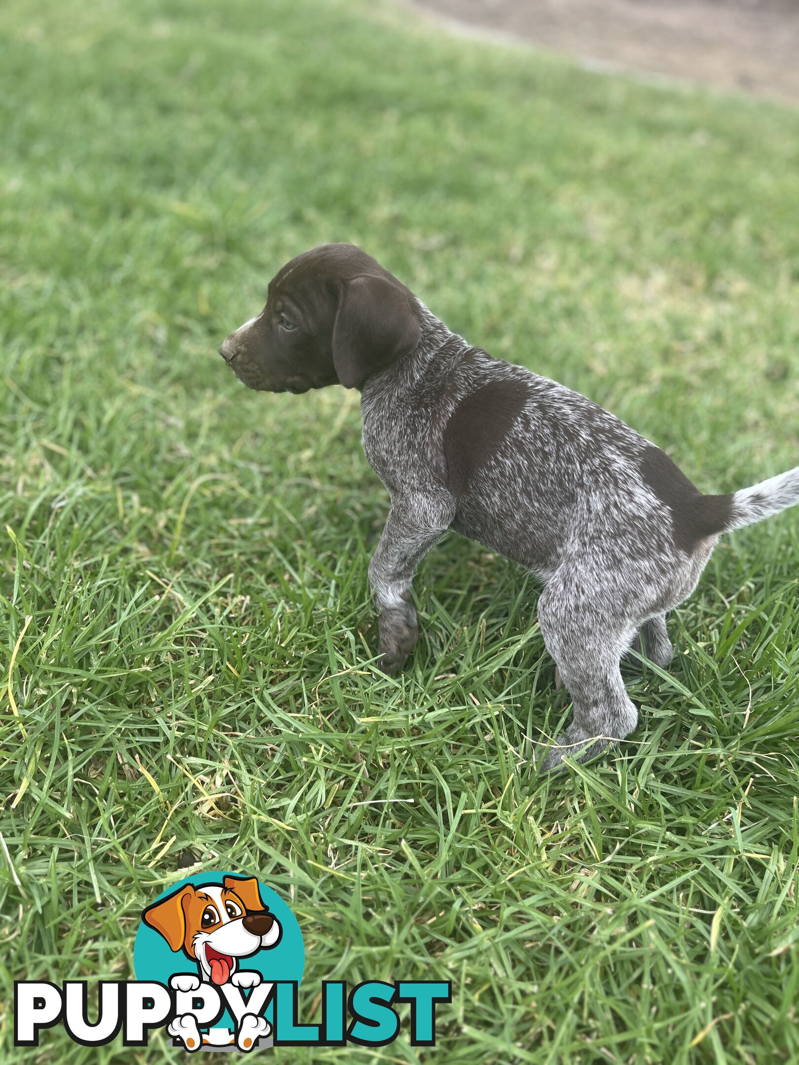 German wirehair pointer (GWP) puppies