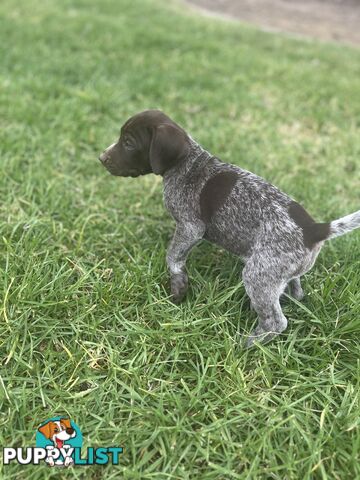 German wirehair pointer (GWP) puppies