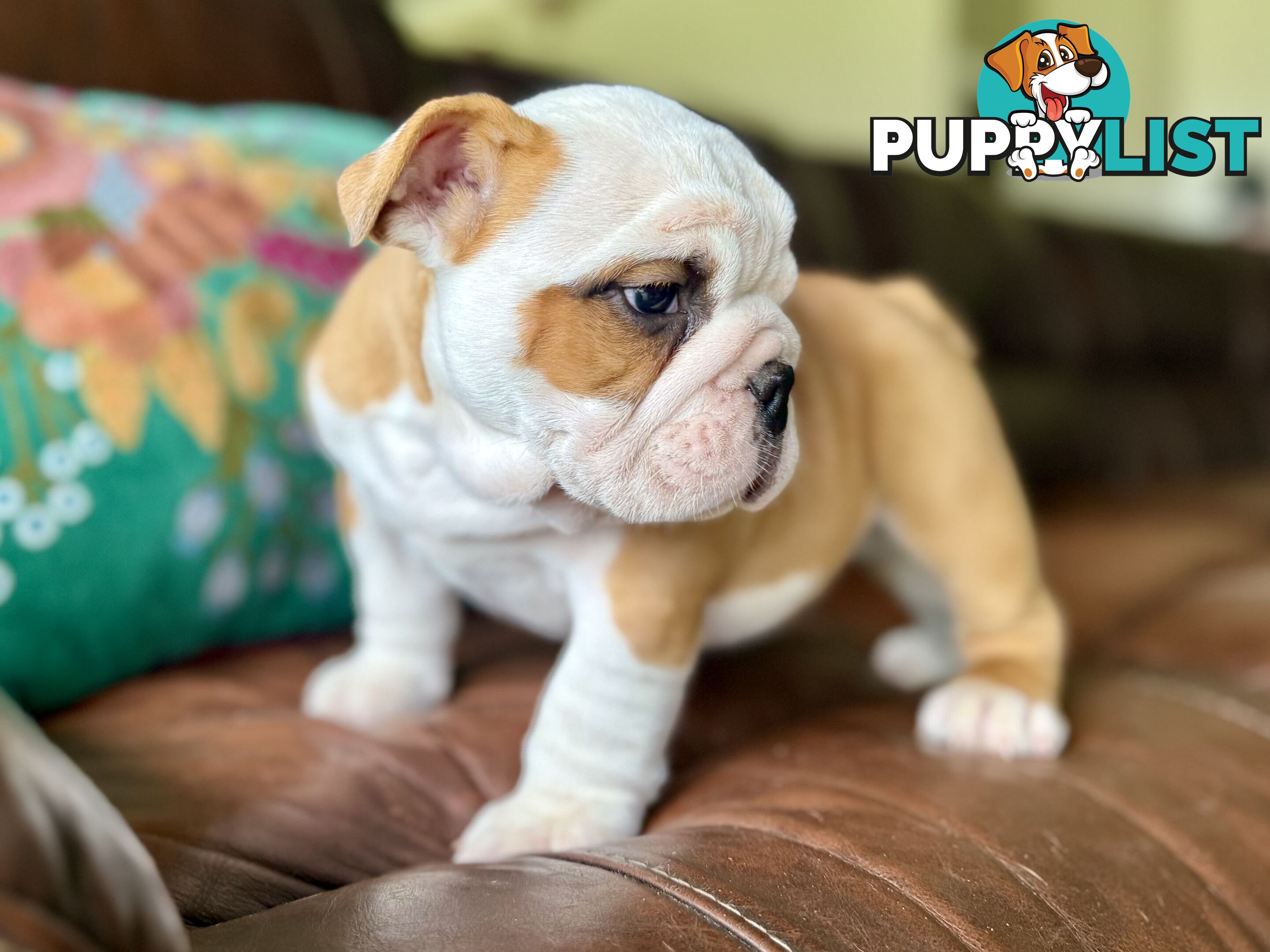 Quality British Bulldog Puppies Pedigree champion bloodlines