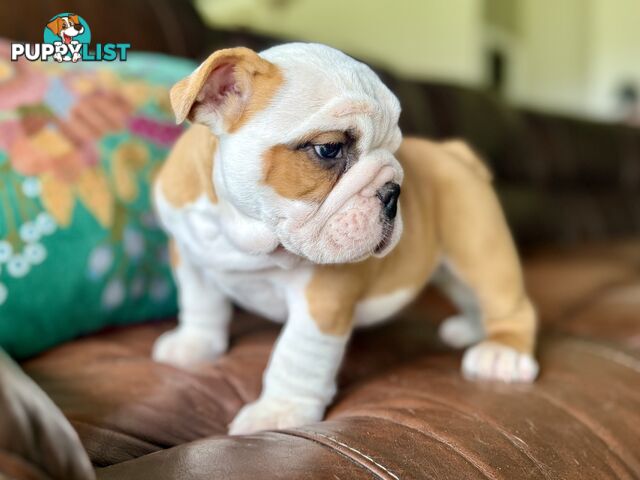 Quality British Bulldog Puppies Pedigree champion bloodlines