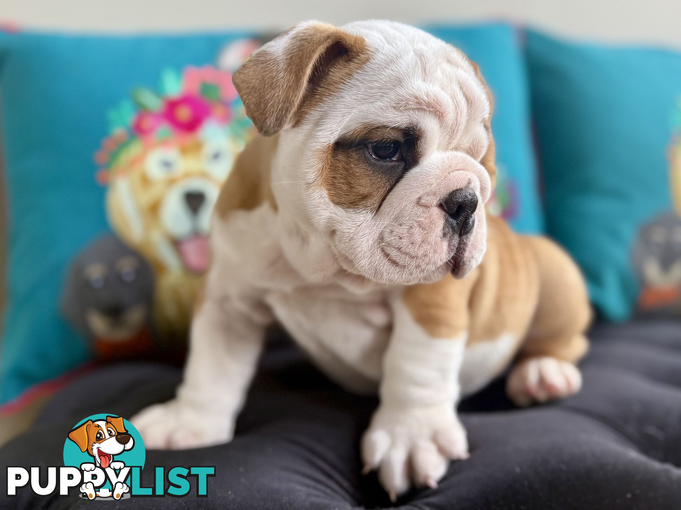 Quality British Bulldog Puppies Pedigree champion bloodlines