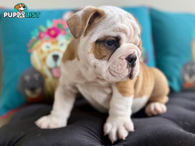 Quality British Bulldog Puppies Pedigree champion bloodlines