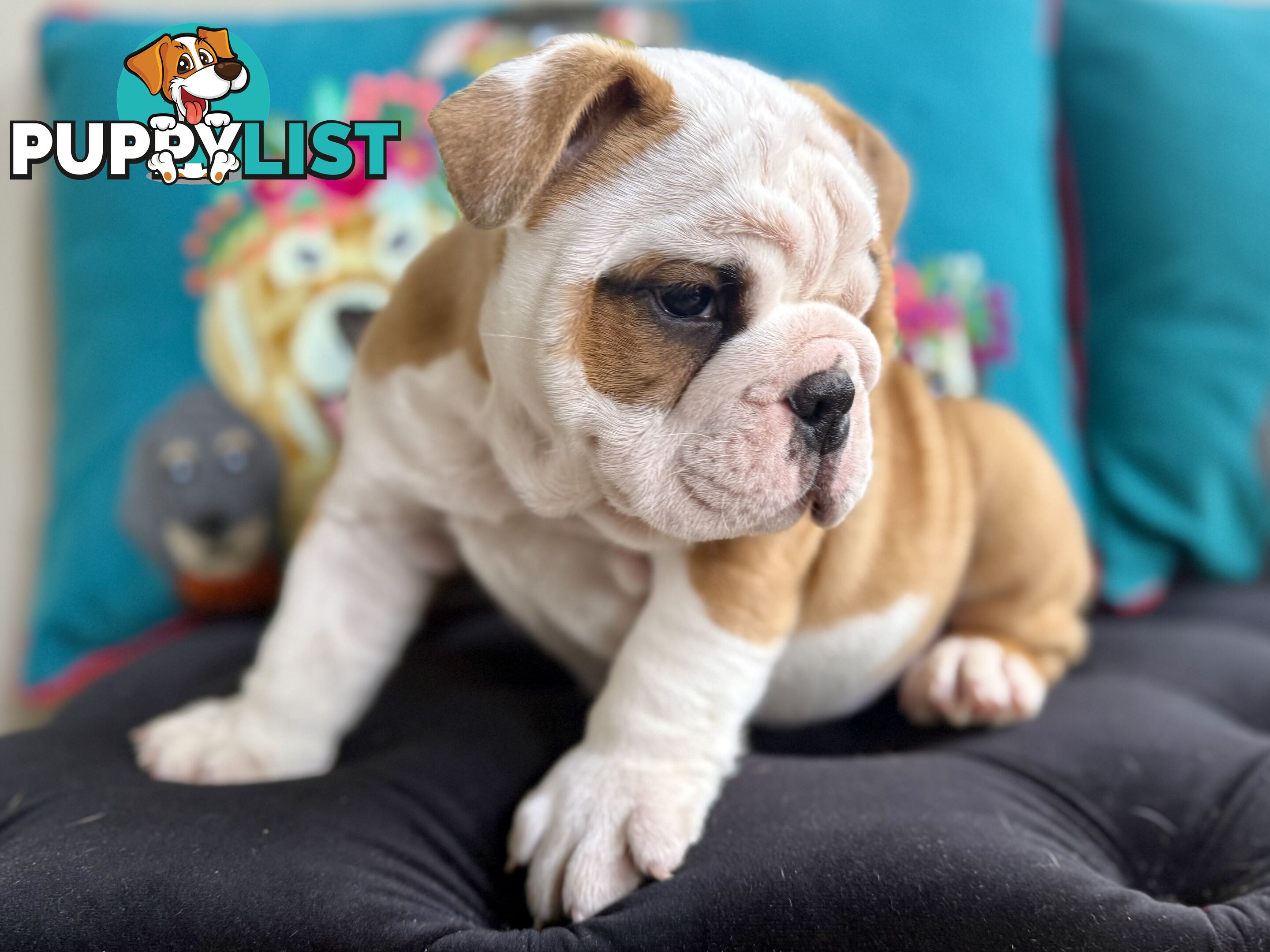 Quality British Bulldog Puppies Pedigree champion bloodlines