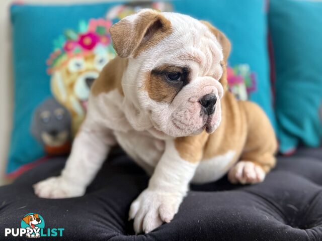 Quality British Bulldog Puppies Pedigree champion bloodlines