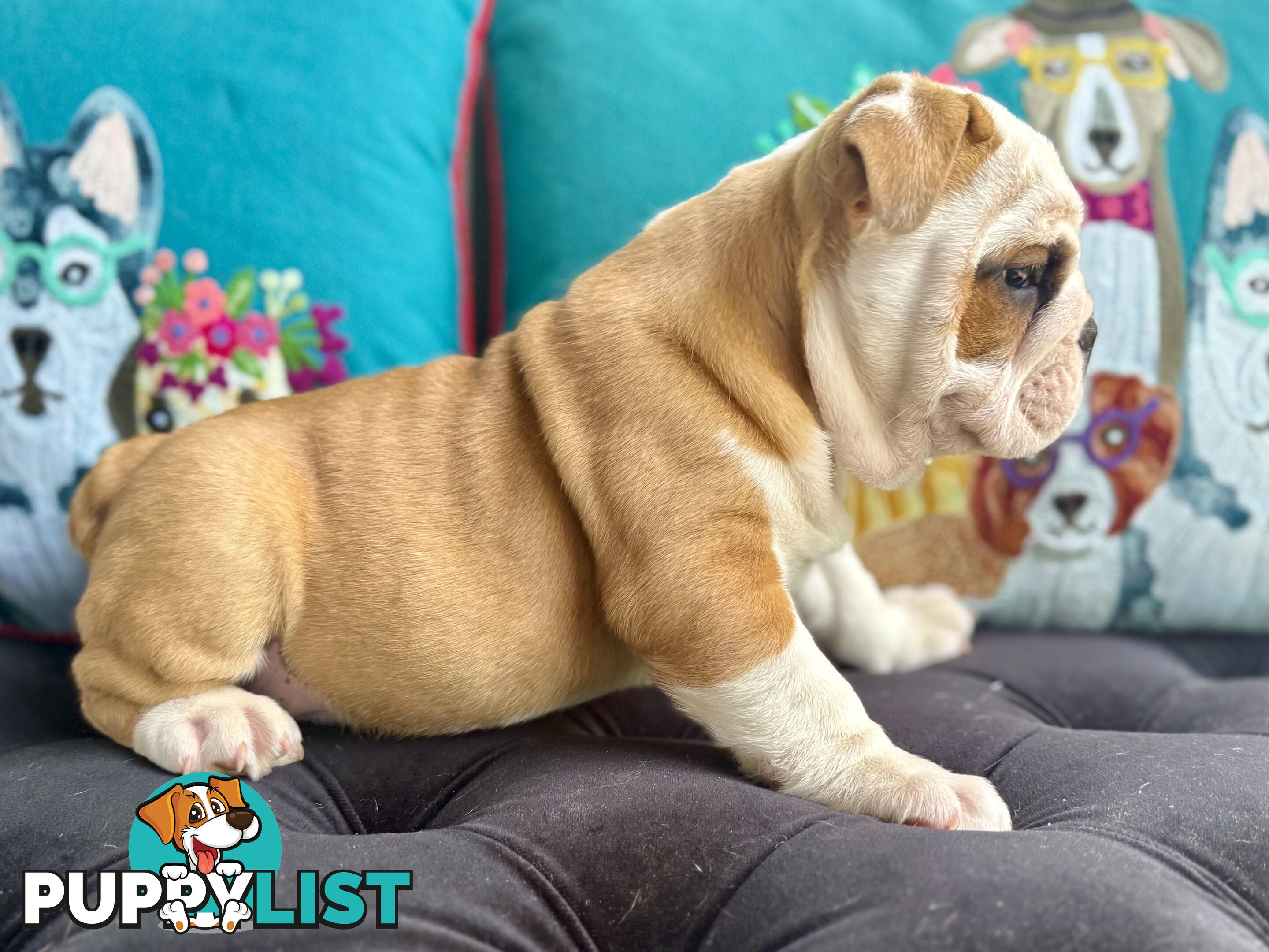 Quality British Bulldog Puppies Pedigree champion bloodlines